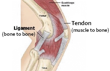 ligament - tendon differences illustration.jpg